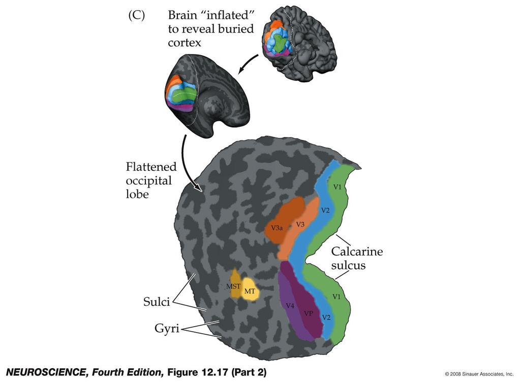 Figure 12.17 Localization of multiple visual areas in the human brain using fmri (Part 2) Figure 12.17-2 Localization of multiple visual areas in the human brain using fmri.