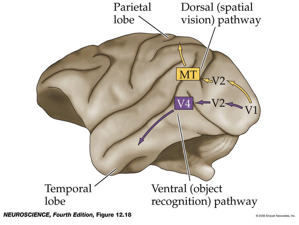 Figure 12.18 The visual areas beyond the striate cortex are broadly organized into two pathways Figure 12.