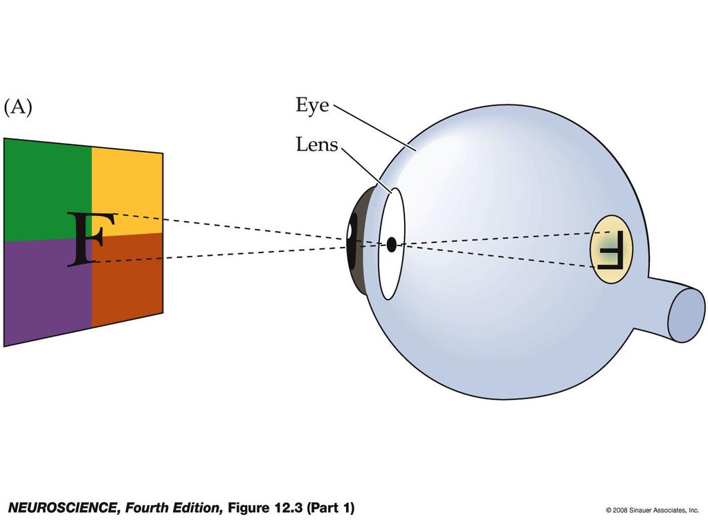 Figure 12.3 Projection of the visual fields onto the left and right retinas (Part 1) Figure 12.3-1 Projection of the visual fields onto the left and right retinas.