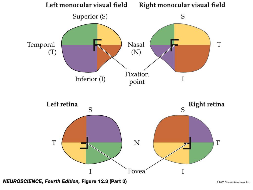 Figure 12.3 Projection of the visual fields onto the left and right retinas (Part 3) Figure 12.3-3 Projection of the visual fields onto the left and right retinas.