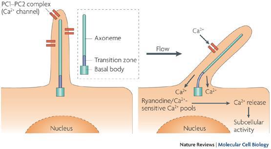 Role in maintenance of cell polarity: in kidney, primary cilia respond to changes in