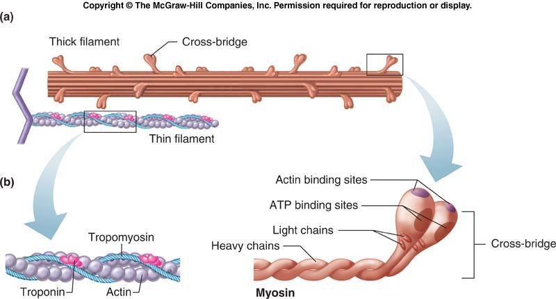 The thick filament called myosin is actually a polymer of myosin