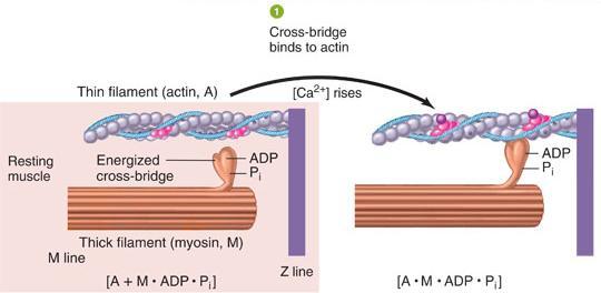 1. The myosin-binding site on actin becomes
