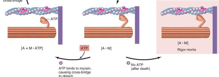 3. Binding of a new ATP to the