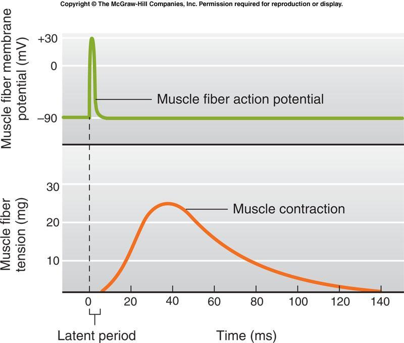 The latent period between excitation and development of tension in a skeletal muscle includes the