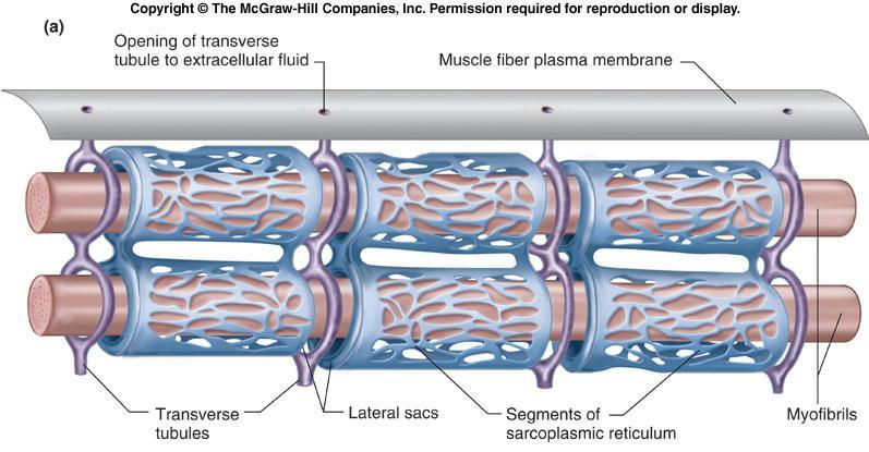 The extensive meshwork of sarcoplasmic reticulum assures that when it releases calcium