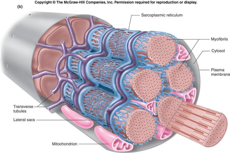 The transverse tubules bring action potentials into the interior of the skeletal muscle