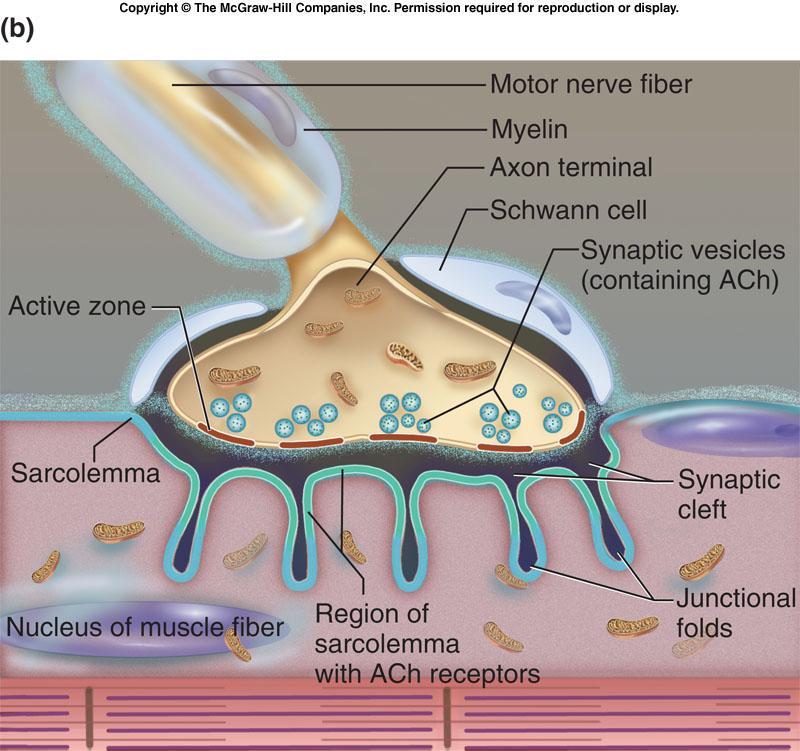 The neuromuscular junction is the point of synaptic contact between the axon terminal of a motor neuron and the muscle fiber it controls.