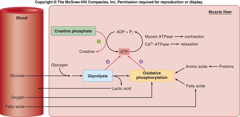 In skeletal muscle, ATP production via substrate phosphorylation is supplemented by the availability of creatine phosphate.