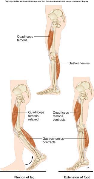 How can gastrocnemius contraction