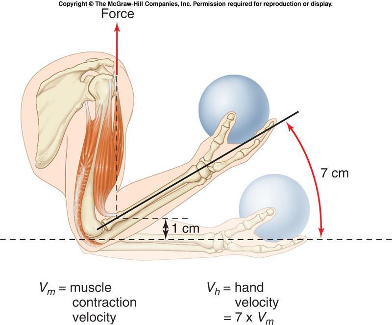 Muscle contraction that moves the attachment site on bone 1 cm results in a 7 cm