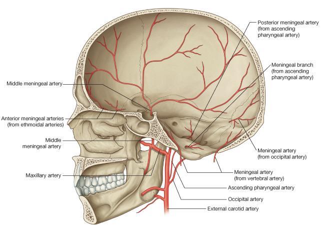 anteroinferior angle of the parietal bone, and its course corresponds roughly to the