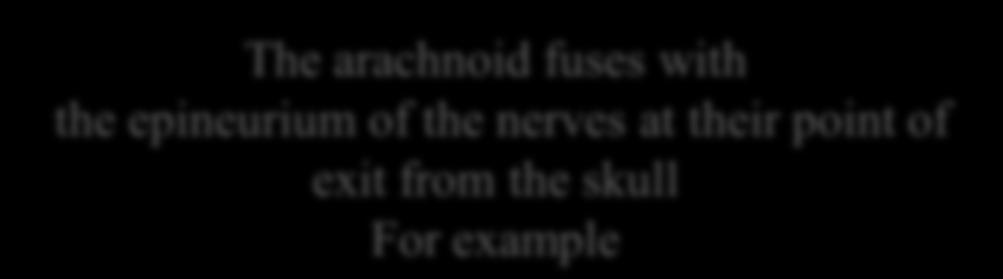The arachnoid fuses with the epineurium of the nerves at
