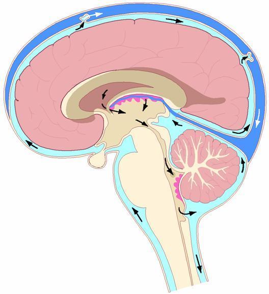 The cerebrospinal fluid is produced by THE CHOROID PLEXUSES Within THE LATERAL THIRD and FOURTH VENTRICLES OF THE BRAIN.