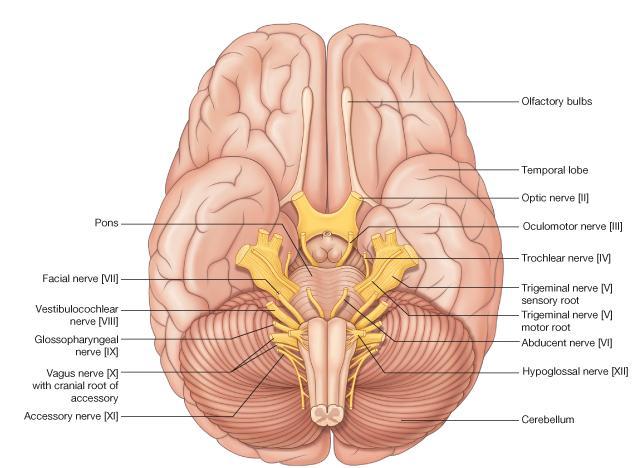 Origin of the 12 cranial nerves CEREBRUM 1 & 2 BRAINSTEM