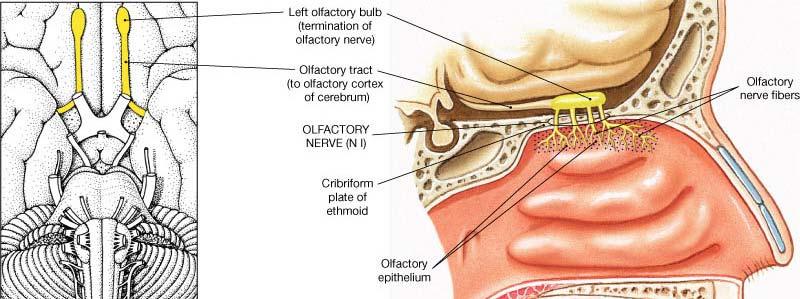Olfactory Nerve (= CN or N I)