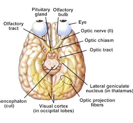 Optic Nerve (N II) C: : Sensory O: : Retina D: by way of optic