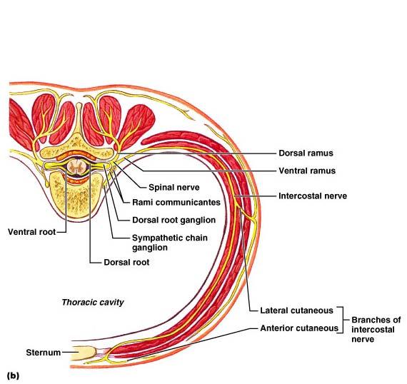 Spinal Nerves Sensory and Motor (of course)
