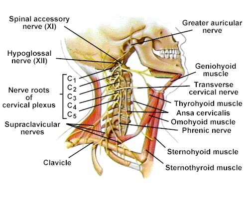Cervical Plexus Phrenic
