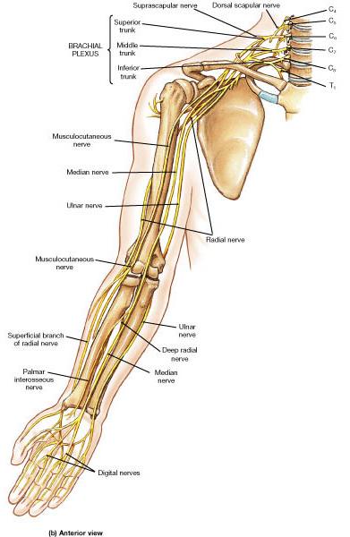 Nerves of the Arm Musculocutaneous nerve innervates biceps and brachialis muscles Median nerve -