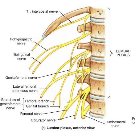 Lumbar Plexus Femoral Nerve Lumbosacral