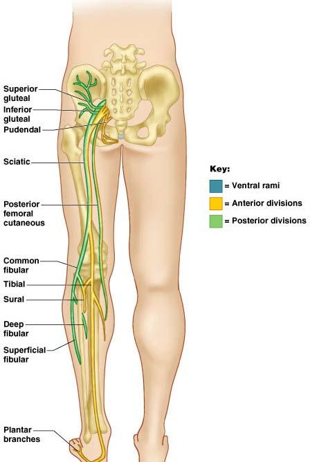 Nerves of the Leg Sciatic N.
