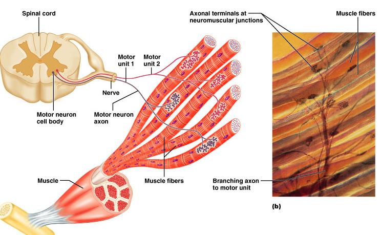 The Other End (Effectors) Motor End Plate: Similar to Synapse Skeletal Muscle ACh Broken down quickly,