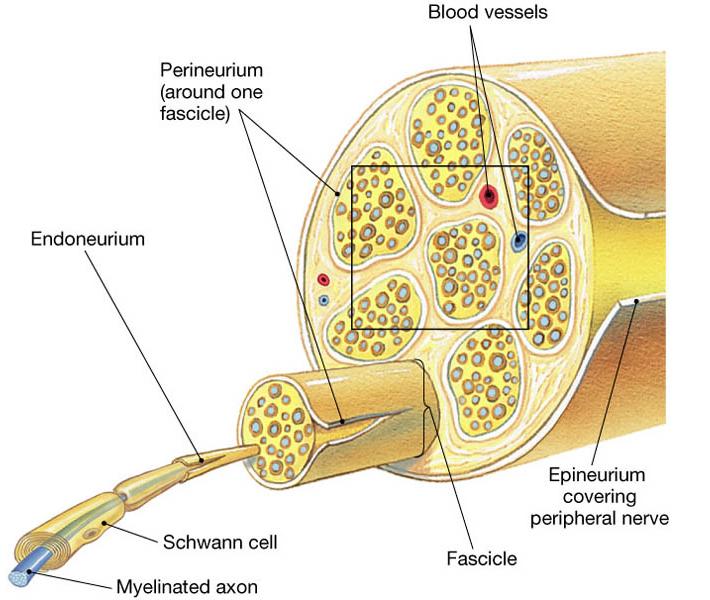 Peripheral Nerves (repetitio est ) Definition: bundles of axons.
