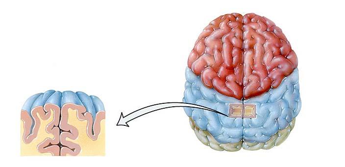 Anatomy and Physiology (Bio 220) The Brain Chapter 14 and select portions of Chapter 16 I. Introduction A. Appearance 1. physical 2. weight 3. relative weight B.