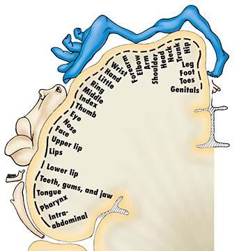 c. Broca's area i. location ii. function a. motor speech b. speech preparation e. damage to functional areas of the brain i. primary motor cortex ii. premotor cortex iii.