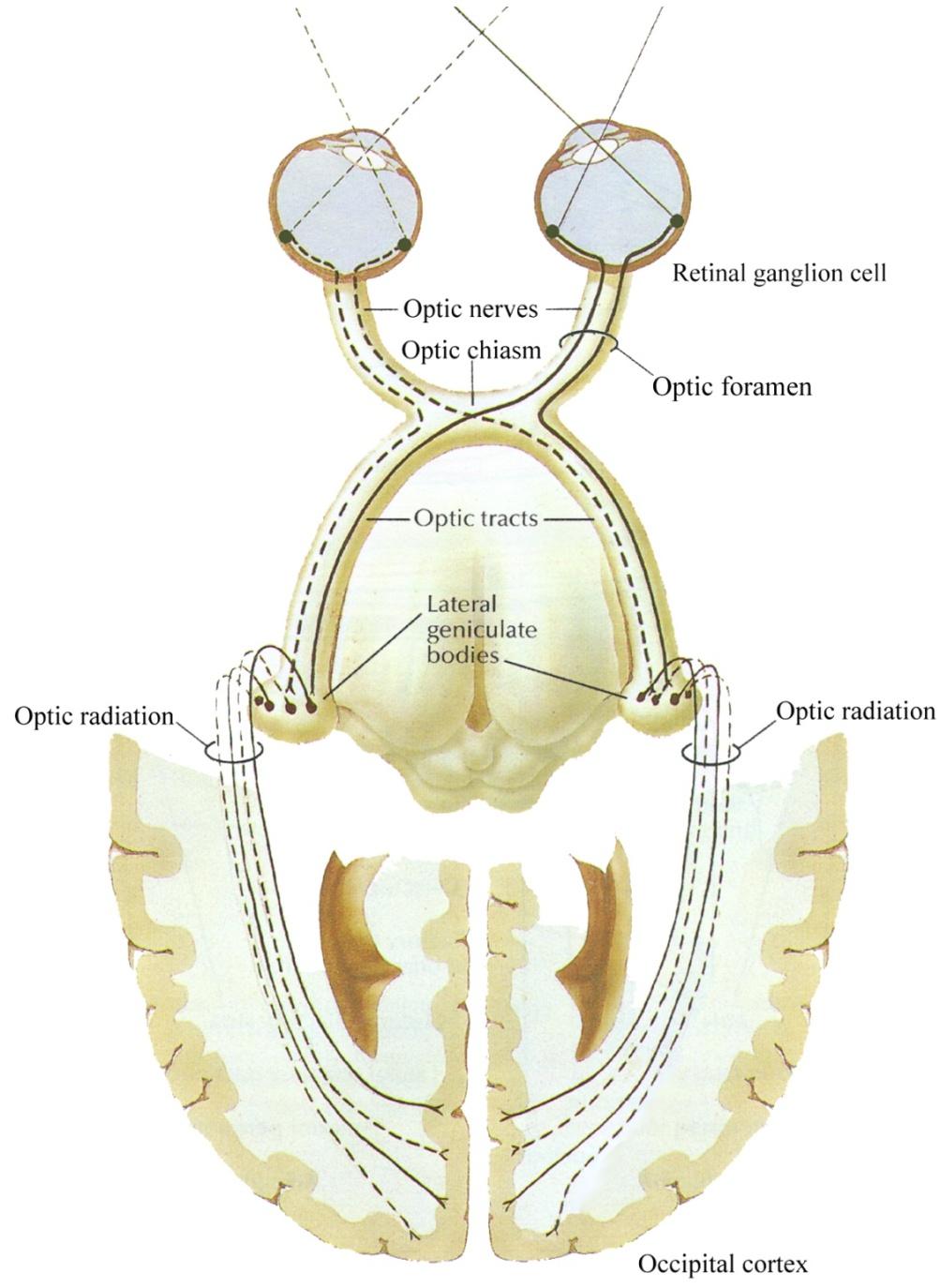 Optic Nerve (CN II) Optic nerves are the axons of retinal ganglion cells inside the eye. The optic nerve is really a tract (CNS).