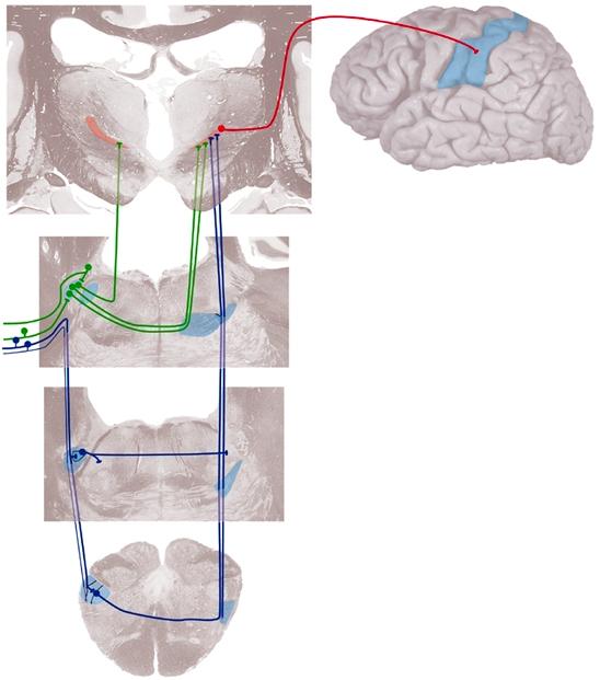 Trigeminal Nerve (CN V) Trigeminal sensory pathways in