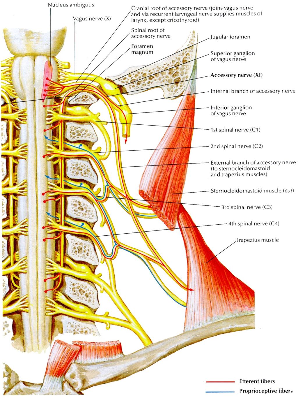 Accessory Nerve (CN XI) Two parts: Cranial portion that comes off the upper medulla, joins the cervical portion, then separates and joins the vagus nerve Spinal