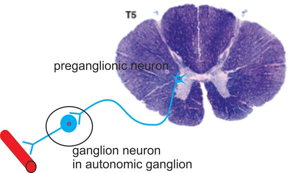 Autonomic Motor System It is a two neuron output system, a preganglionic