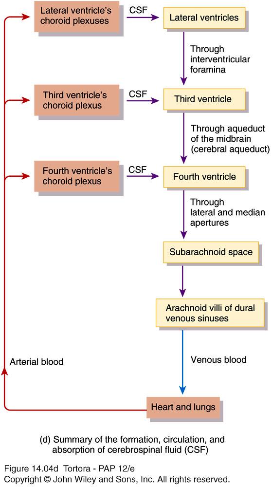 Circulation of CSF CSF from the lateral ventricles interventricular foramina third ventricle cerebral