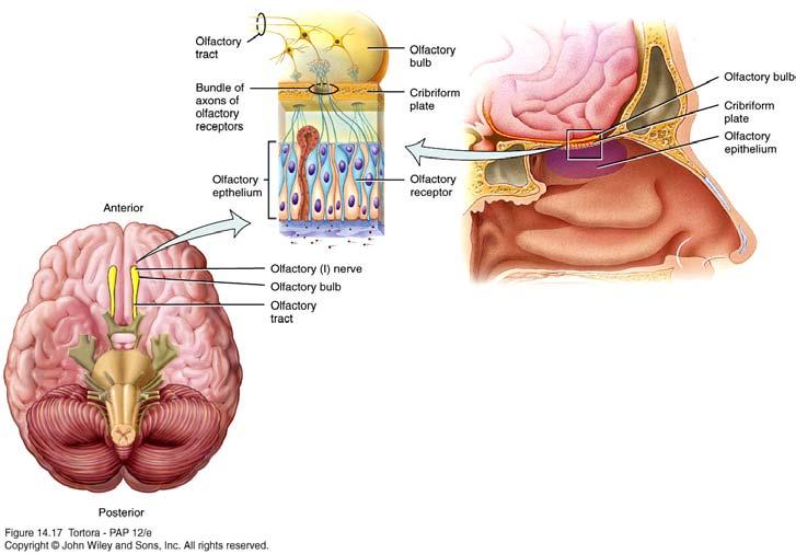 Olfactory (I) Nerve Sensory nerve. Sense of smell.