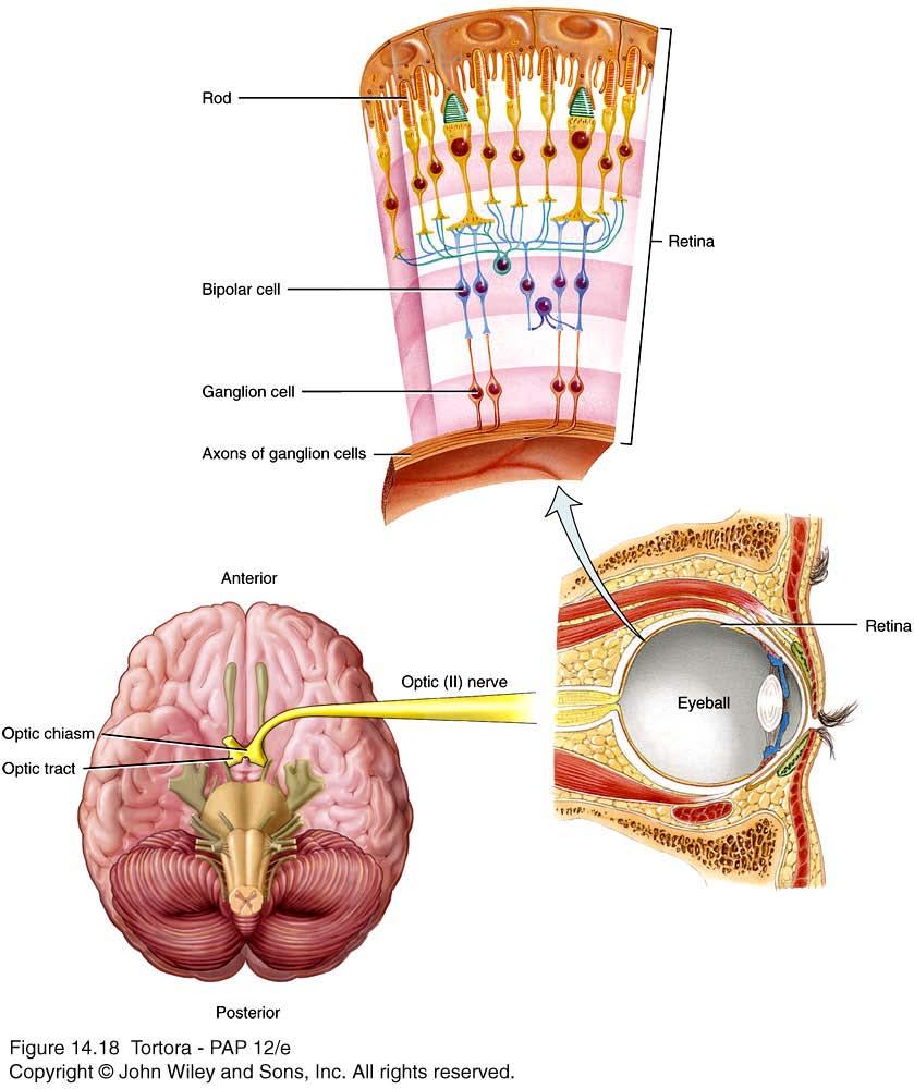 Optic (II) Nerve Sensory nerve.