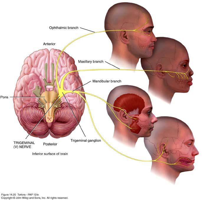 Trigeminal (V) nerve Largest cranial nerve. Mixed nerve.