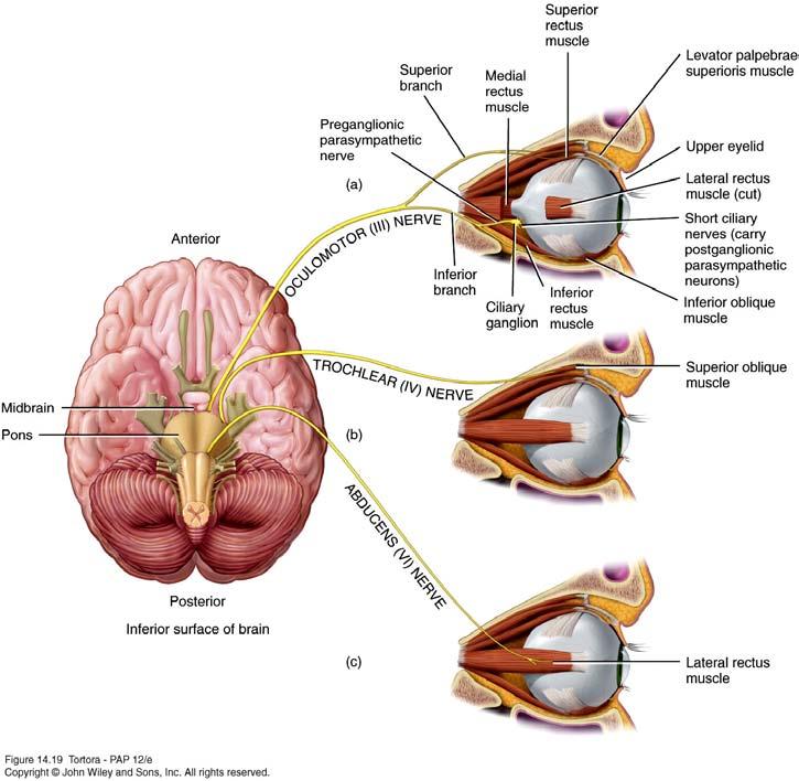 Abducens (VI) Nerve Motor cranial nerve.