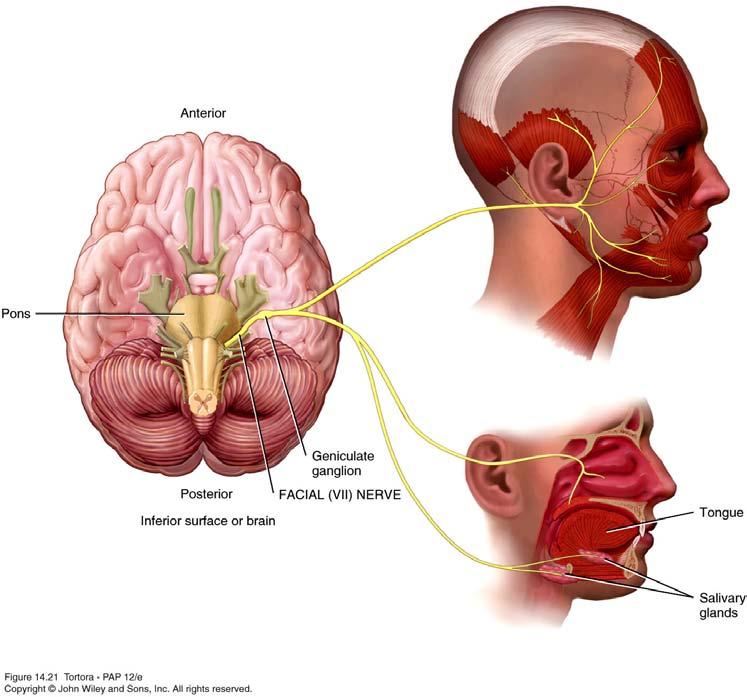 Facial (VII) Nerve Mixed cranial nerve.