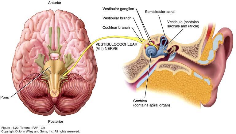Vestibulocochlear (VIII) Nerve Sensory cranial nerve. Originates in the inner ear.