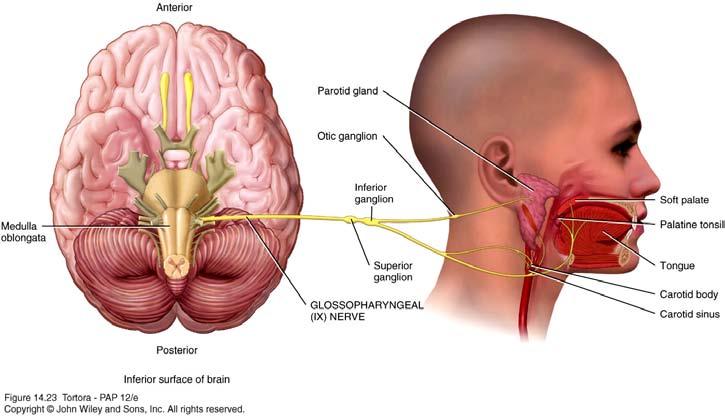 Glossopharyngeal (IX) Nerve Mixed cranial nerve.