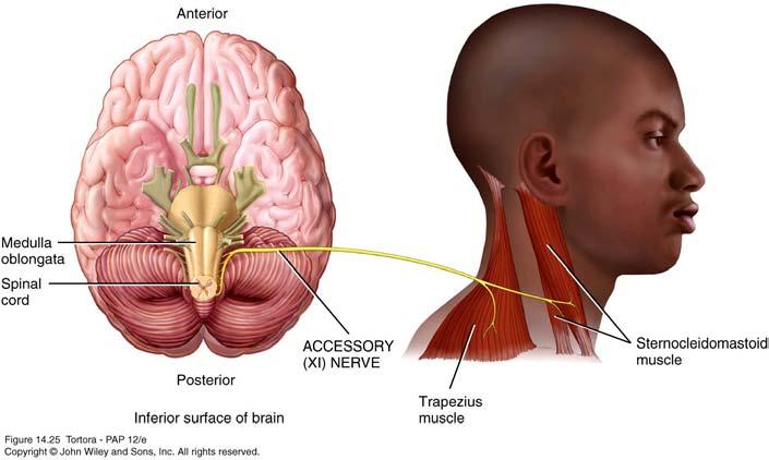 Accessory (XI) Nerve Motor cranial nerve.