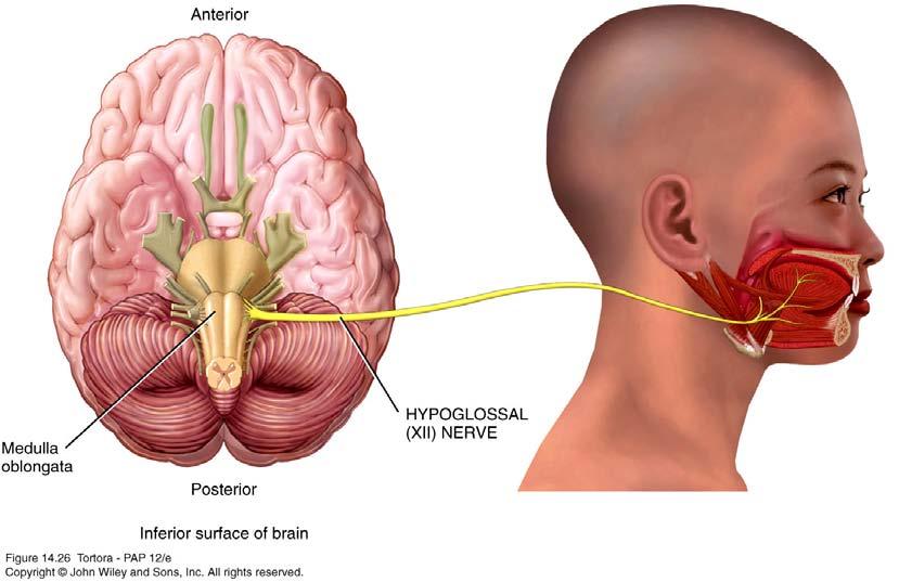 Hypoglossal (XII) Nerve Motor cranial nerve.