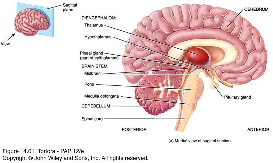 Protective Coverings of the Brain The cranium The