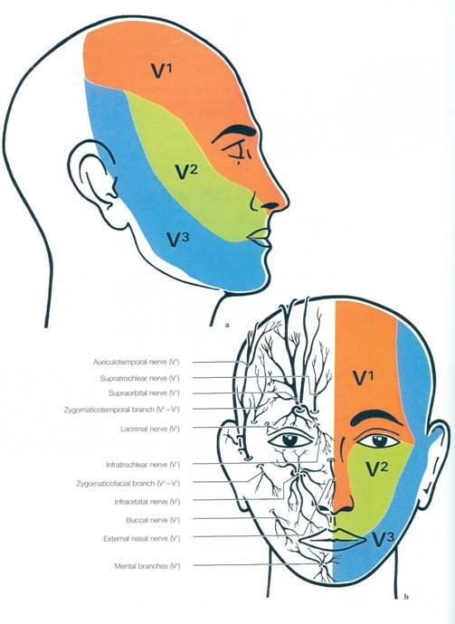 Cranial nerve V: trigeminal nerve Type: sensory & motor Function: It provides sensory information from the face, forehead, nasal cavity, tongue, gums and teeth (touch, and temperature) and provides