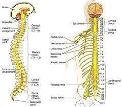 Spinal nerves Mammals have 31 pairs spinal nerves 8 pairs cervical,
