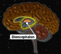 Diencephalon Thalmus Memory processing Senory impulse to cerebral cortex for processing Hypothalmus intergrates