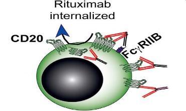 FCGRIIB ON TUMOUR B- CELLS REDUCES RITUXIMAB EFFICACY THROUGH INTERNALIZATION Mantle cell