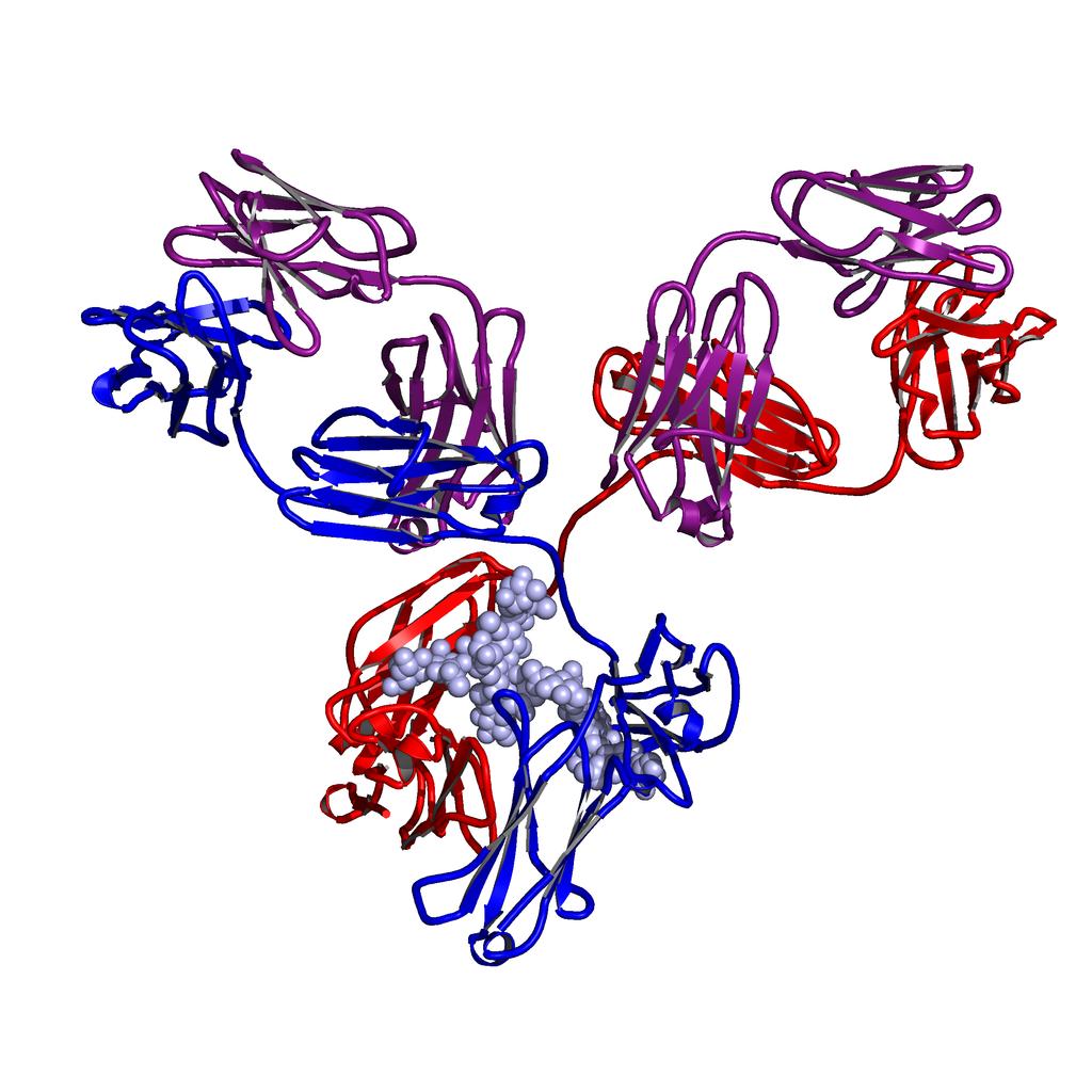 Antibodies are a heterogeneous product with complex 3Dstructures